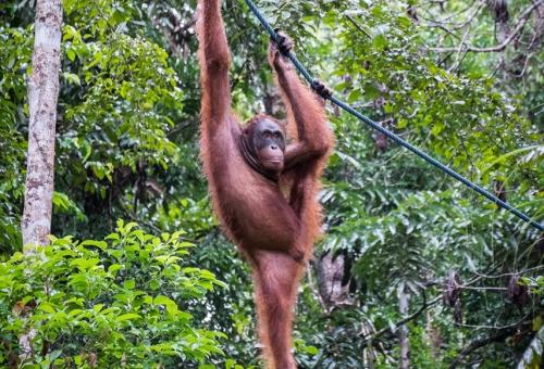 orang utan